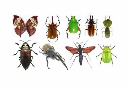 Imagenes de animales invertebrados para imprimir - Imagui Imagenes de animales invertebrados para imprimir - Imagui