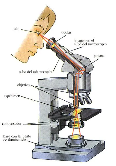 el Blog del Profe de Biolo: Partes del Microscopio óptico y su función el Blog del Profe de Biolo: Partes del Microscopio óptico y su función