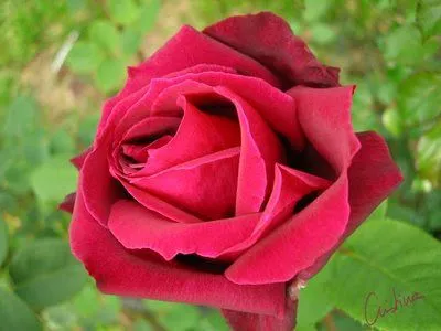 El Blog de "Grouchomaniaco": PINTAR UNA ROSA El Blog de "Grouchomaniaco": PINTAR UNA ROSA