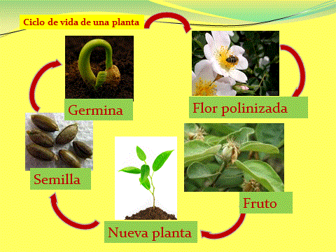 Blog "Tercero B" IOM 2014: Ciclo de vida de las plantas...