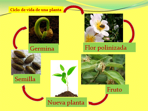 Blog "Tercero B" IOM 2014: Ciclo de vida de las plantas... Blog "Tercero B" IOM 2014: Ciclo de vida de las plantas...