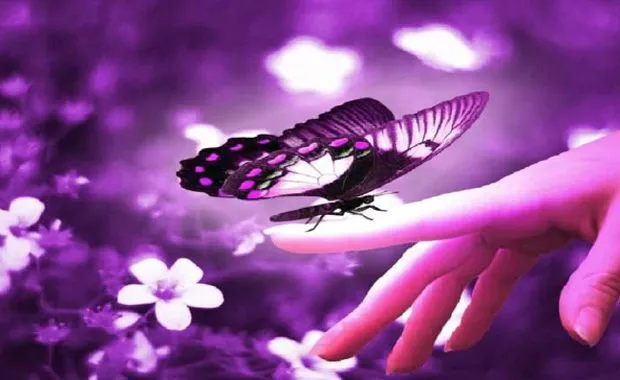 Mariposas de colores con movimiento - Imagui Mariposas de colores con movimiento - Imagui