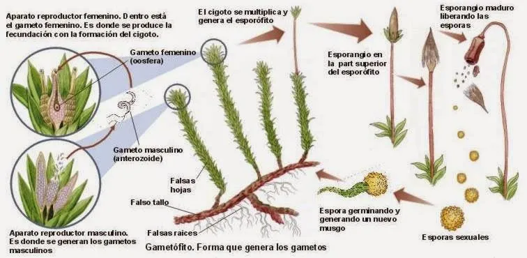 Blog de Tercer Ciclo del CEIP Ciudad de Zaragoza: Musgos y helechos Blog de Tercer Ciclo del CEIP Ciudad de Zaragoza: Musgos y helechos