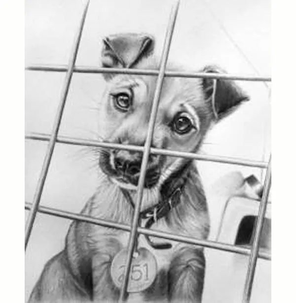 Imagenes de cachorros dibujados a lapiz - Imagui Imagenes de cachorros dibujados a lapiz - Imagui