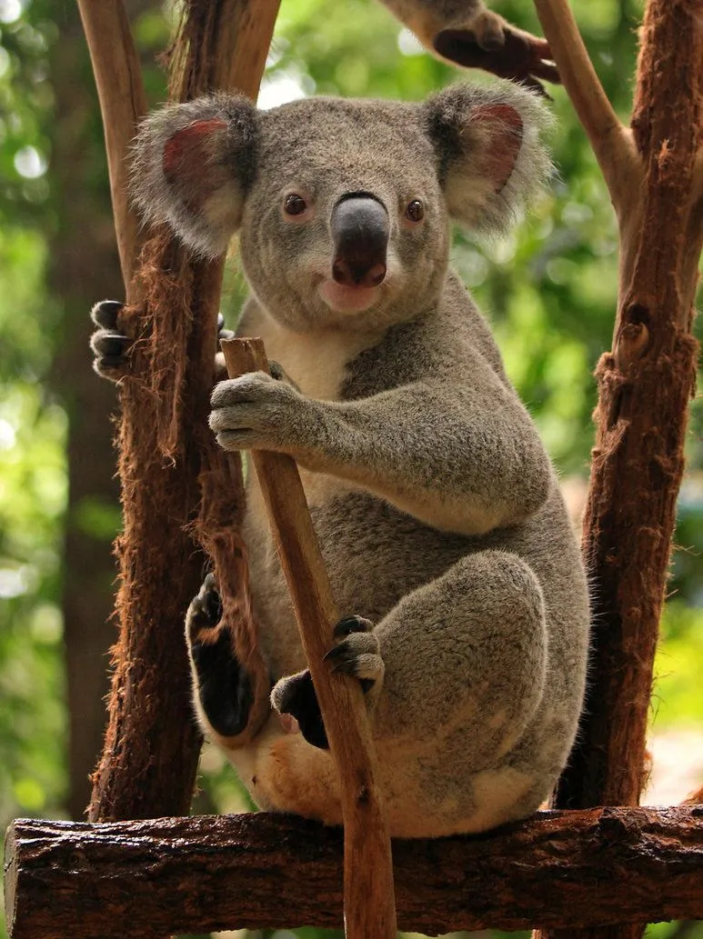 Blog Viajes de Gulliver: ¿POR QUÉ SE CONSIDERA QUE EL KOALA ES ... Blog Viajes de Gulliver: ¿POR QUÉ SE CONSIDERA QUE EL KOALA ES ...