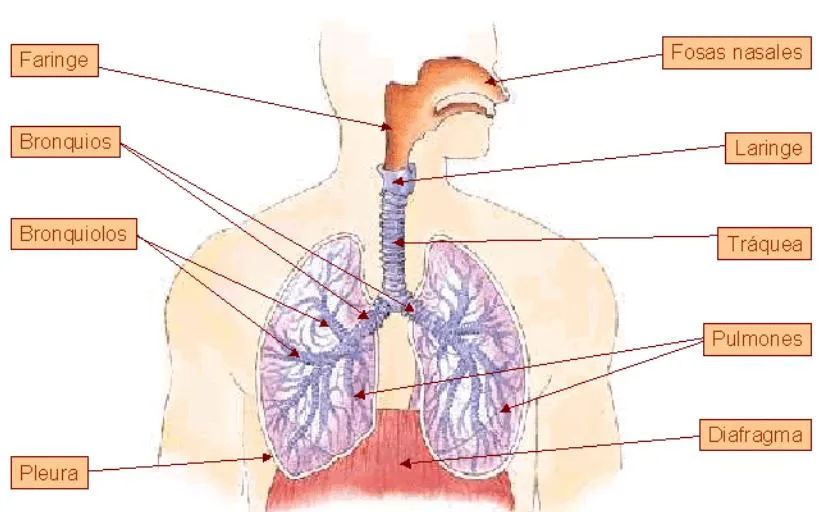 El blog de Victoria: La respiración