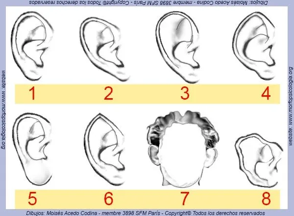BLOGGER WWW.MORFOPSICOLOGIA.ORG: RECEPTOR SENSORIAL AUDITIVO: LA OREJA BLOGGER WWW.MORFOPSICOLOGIA.ORG: RECEPTOR SENSORIAL AUDITIVO: LA OREJA