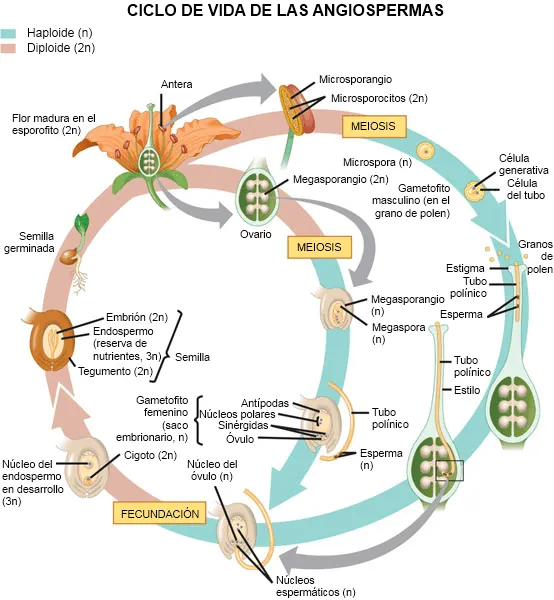 B.log.ia 2.0: Ciclos de vida II: las plantas con semilla