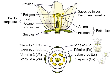 B.log.ia 2.0: La flor