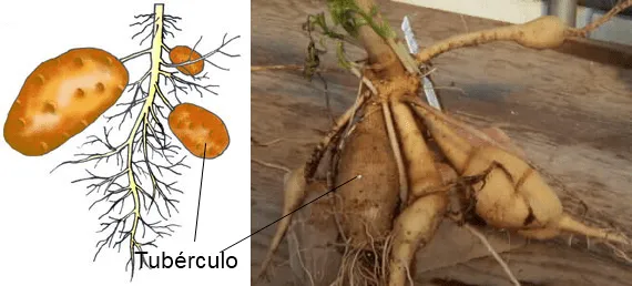 B.log.ia 2.0: Reproducción asexual y sexual en vegetales B.log.ia 2.0: Reproducción asexual y sexual en vegetales