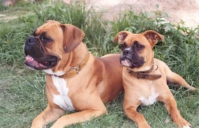 BLOGOCIOLOGICO: EL PERRO BOXER