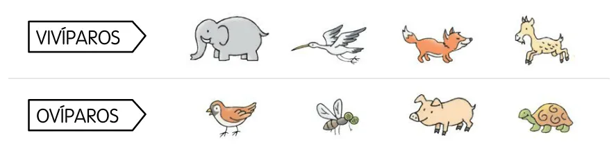 Blogs de Ana Bastida 1º y 2º: ¿Cómo nacen los animales? Blogs de Ana Bastida 1º y 2º: ¿Cómo nacen los animales?