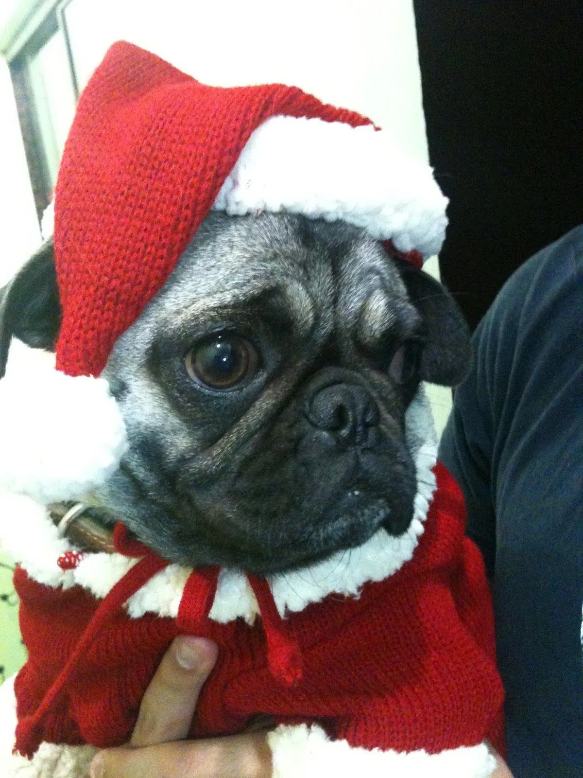 Blogston: Pugs