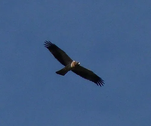 Águila calzada y águila culebrera en vuelo | Los Bloggers de Axena