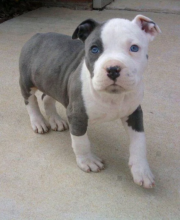 Blue eyed pit bull. I am going to have one some day, | Awe <3 ...