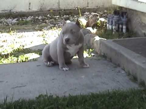 Blue Fawn American Bully female puppy - YouTube Blue Fawn American Bully female puppy - YouTube