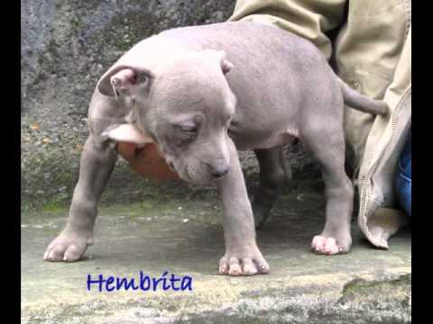 Blue Fawn & Silver Fawn Kattam Pit Bull - YouTube Blue Fawn & Silver Fawn Kattam Pit Bull - YouTube