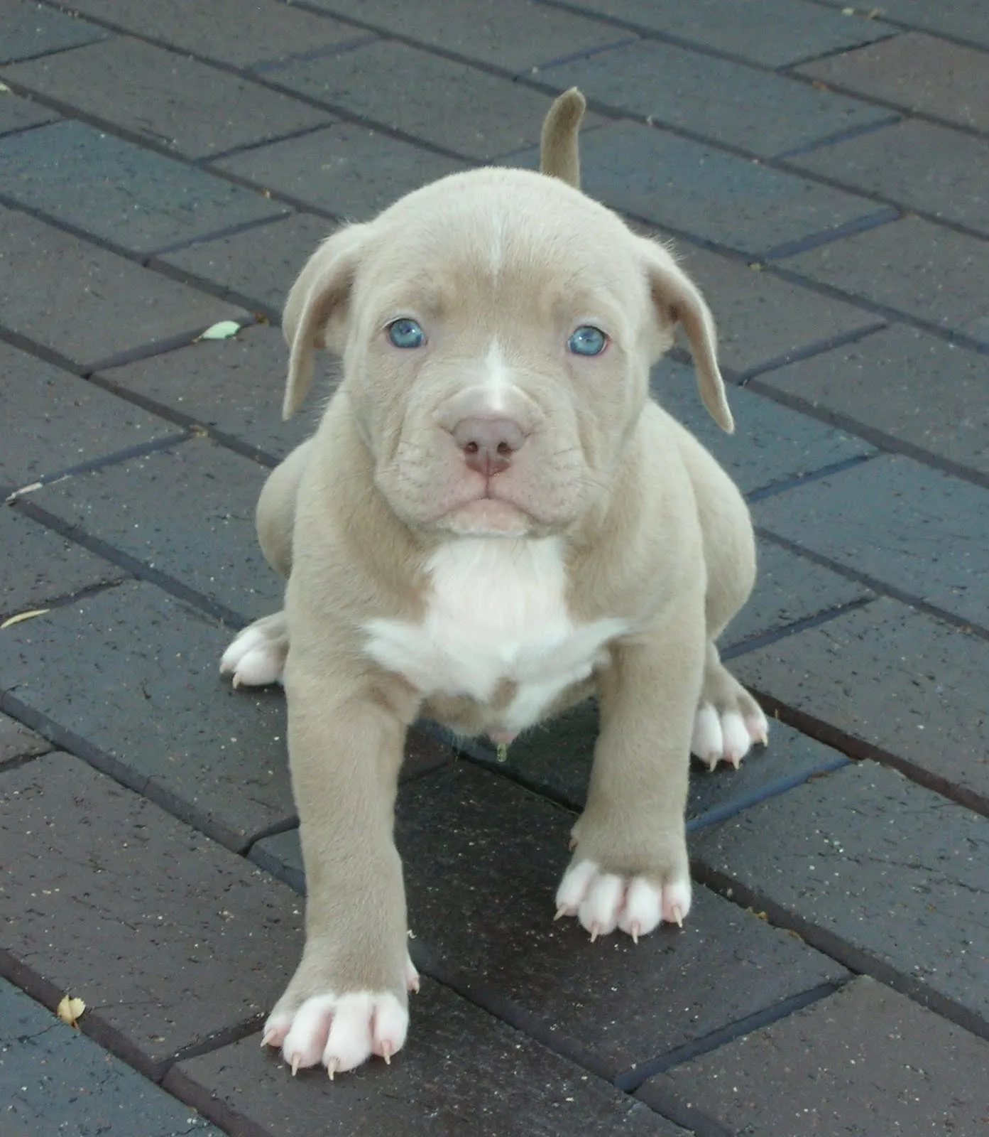 Blue Fawn Kennels | Home of the Weight Pulling Blue Fawn Dogs ... Blue Fawn Kennels | Home of the Weight Pulling Blue Fawn Dogs ...