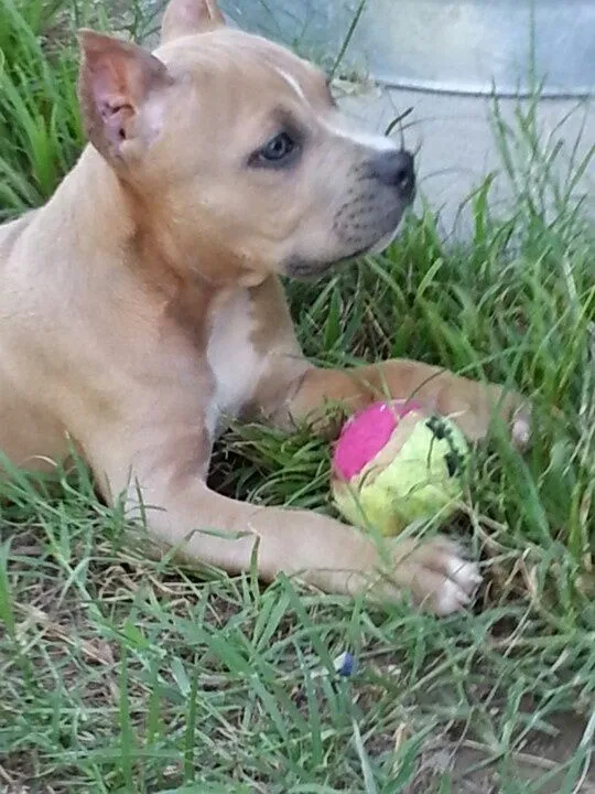 Blue fawn pitbull puppy | Pets | Pinterest | Pitbull, Blue and Puppys