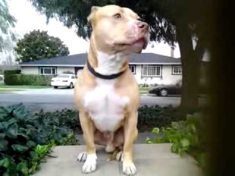 Blue fawn pitbull - YouTube