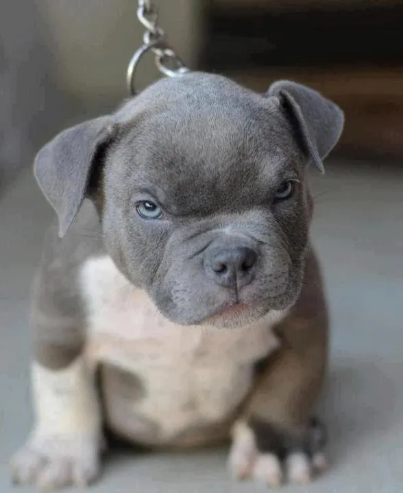 BLUE NOSE PIT BULL PUPPIES FOR DEPOSIT/SALE 2013 - YouTube BLUE NOSE PIT BULL PUPPIES FOR DEPOSIT/SALE 2013 - YouTube