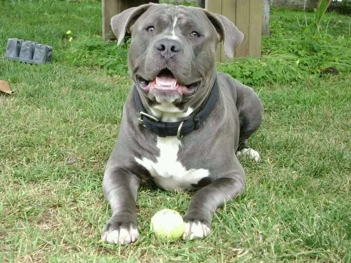 Blue nose Pitbull | Medium dogs ❤   | Pinterest | Pitbull ...