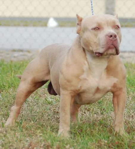 BLUE PITBULLS, STEEL JAWS KENNEL, PITBULL PUPPIES, RAZORS EDGE
