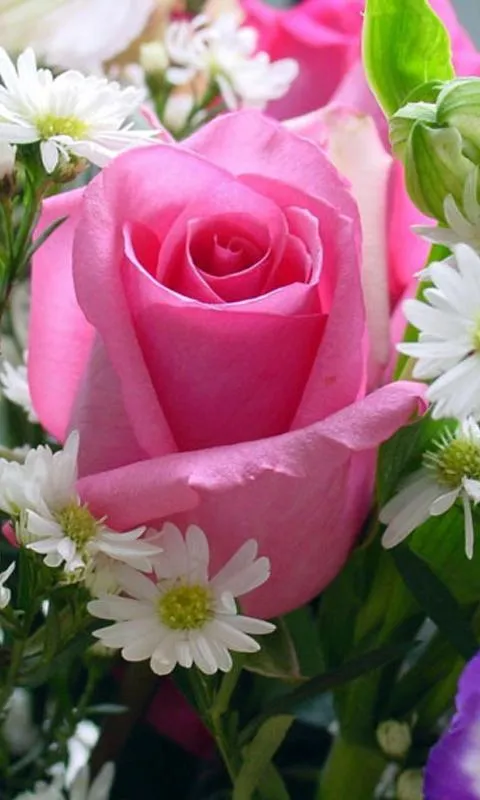 Blumen Hintergrundbilder - Android-Apps auf Google Play