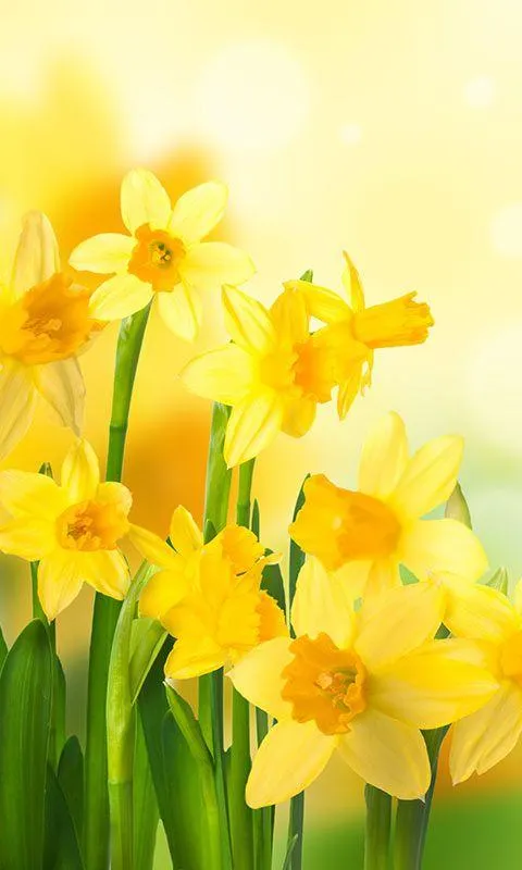 Blumen Live Hintergrund - Android-Apps auf Google Play Blumen Live Hintergrund - Android-Apps auf Google Play