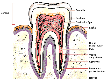 Con la boca abierta: caries dentales - Monografias.com