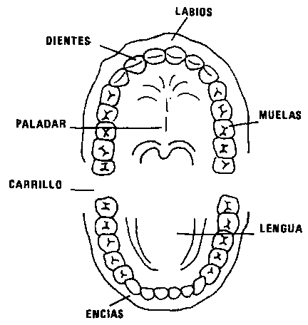 Partes de la boca para colorear - Imagui