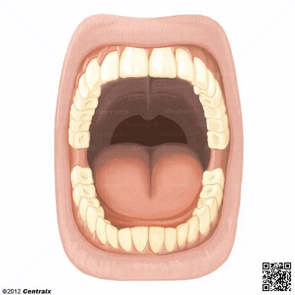 Boca - Atlas de Anatomía del Cuerpo Humano - Centralx Boca - Atlas de Anatomía del Cuerpo Humano - Centralx