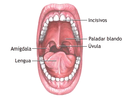 Boca y sus partes - Imagui