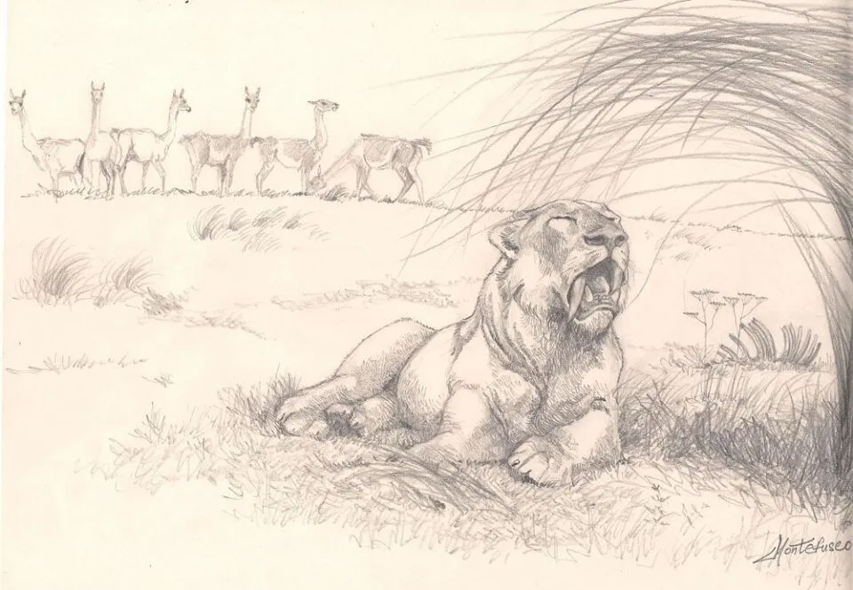 Boceto-del-tigre-dientes-de-sable-sudamericano-Smilodon-populator_opt-960x665 | Bichos de Campo Boceto-del-tigre-dientes-de-sable-sudamericano-Smilodon-populator_opt-960x665 | Bichos de Campo