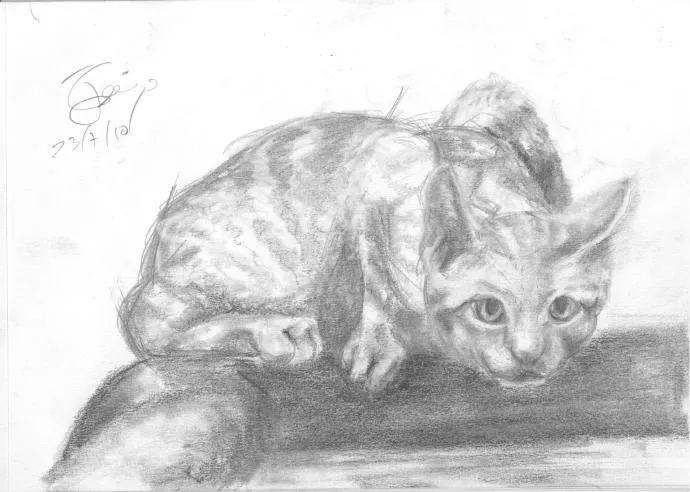 Boceto para gato sorprendido cuando estaba repostando | The Cool ...