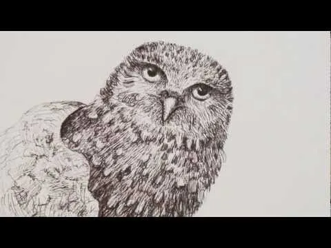 Boceto rápido: Cómo dibujar un búho a pluma - Arte Divierte. - YouTube Boceto rápido: Cómo dibujar un búho a pluma - Arte Divierte. - YouTube