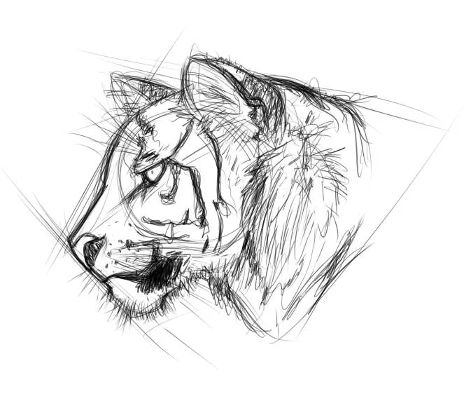 Boceto de tigre. by RinaTiger-Art on DeviantArt