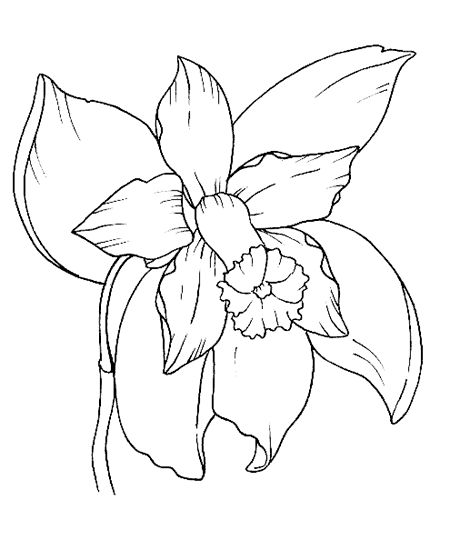 Orquidea nacional de venezuela para colorear - Imagui