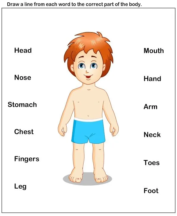Body parts - MaestraTrend