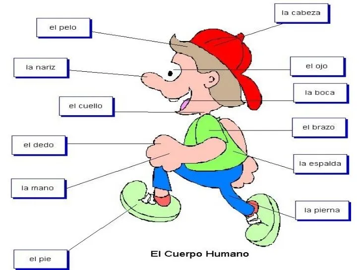 BodyTIC : PARTES DEL CUERPO HUMANO