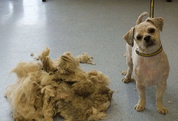 Bola de pelo que, resultó ser un perro! - Taringa!