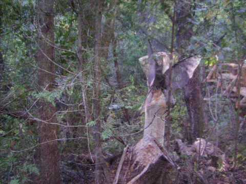 EL BOLSON :: BELENUS bosque de hadas y duendes - YouTube EL BOLSON :: BELENUS bosque de hadas y duendes - YouTube