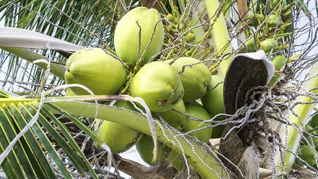 Cuáles son las bondades de la leche de coco? - BBC Mundo