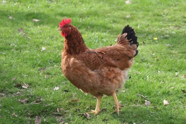 Una gallina - Imagui