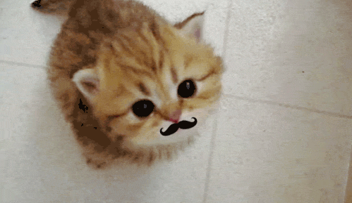 la muy bonita #kuroneko6666#gatos#gif - @Kuroisora6666 ... la muy bonita #kuroneko6666#gatos#gif - @Kuroisora6666 ...