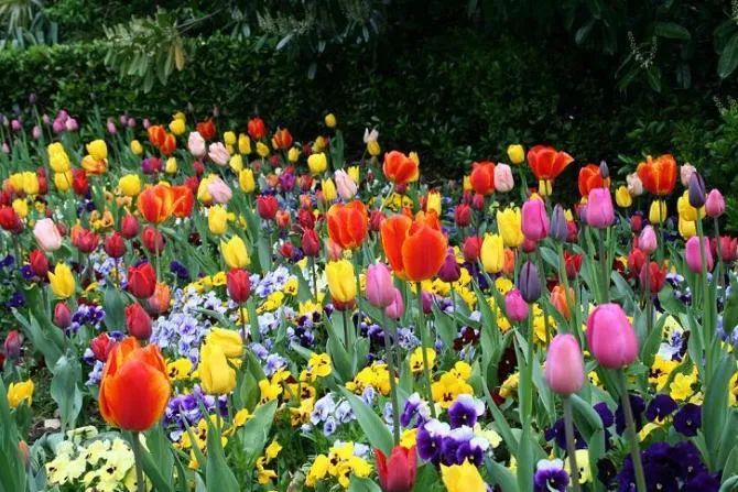 bonitas flores de algún jardín, HINOJAL