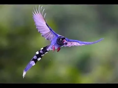 Bonitas imagenes de aves, flores y mariposas,II. Musica de ...