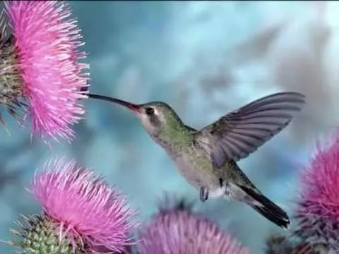 Bonitas imagenes de aves y flores, con musica para relajarse ...