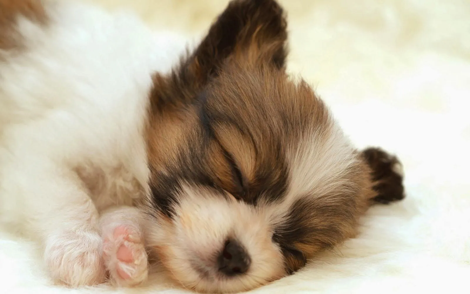 Bonitas imagenes de perros | Fotos Bonitas de Amor | Imágenes ... Bonitas imagenes de perros | Fotos Bonitas de Amor | Imágenes ...