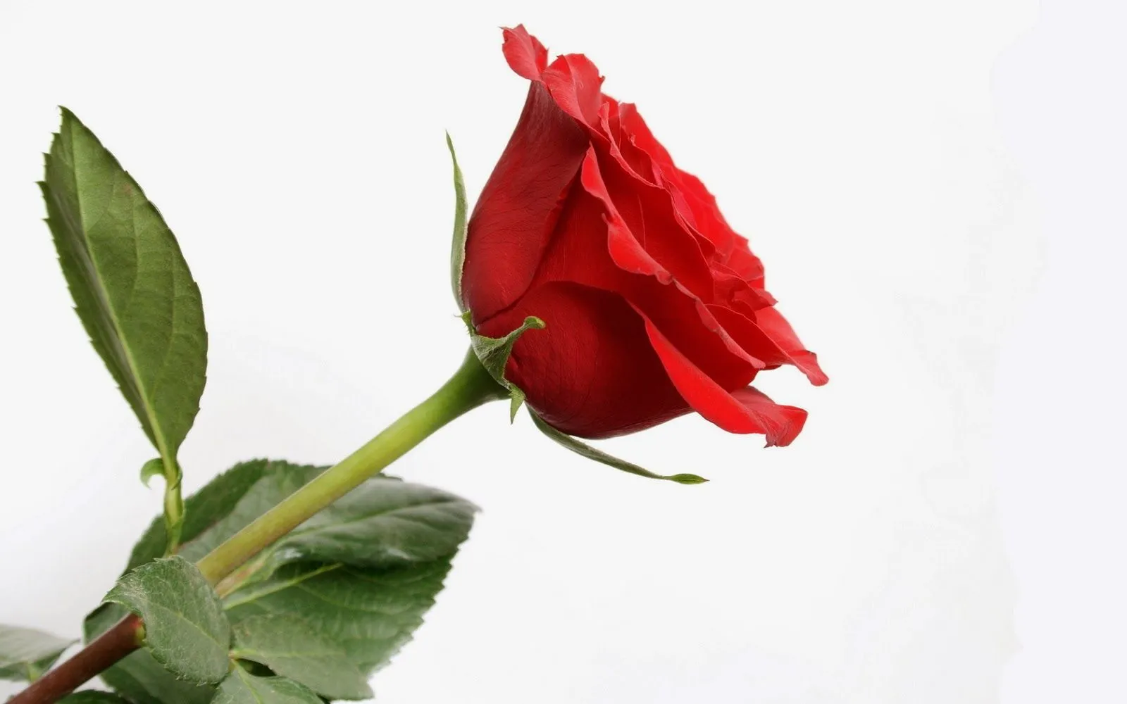 Bonitas rosas para regalar | Fotos Bonitas de Amor | Imágenes ...